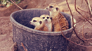 three brown meerkats
